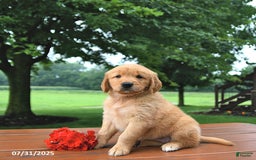 Golden Retriever dogs for sale: Golden Retriever 8 puppies - Image 3