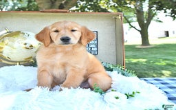 Golden Retriever dogs for sale: Anne - Image 8