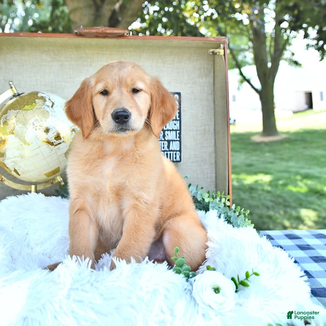 Golden Retriever dogs for sale: Anne - Image 8