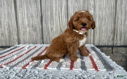 Mini Goldendoodle dogs for sale: Destiny - Image 1