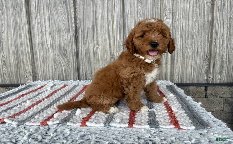 Mini Goldendoodle dogs for sale - Ad 3