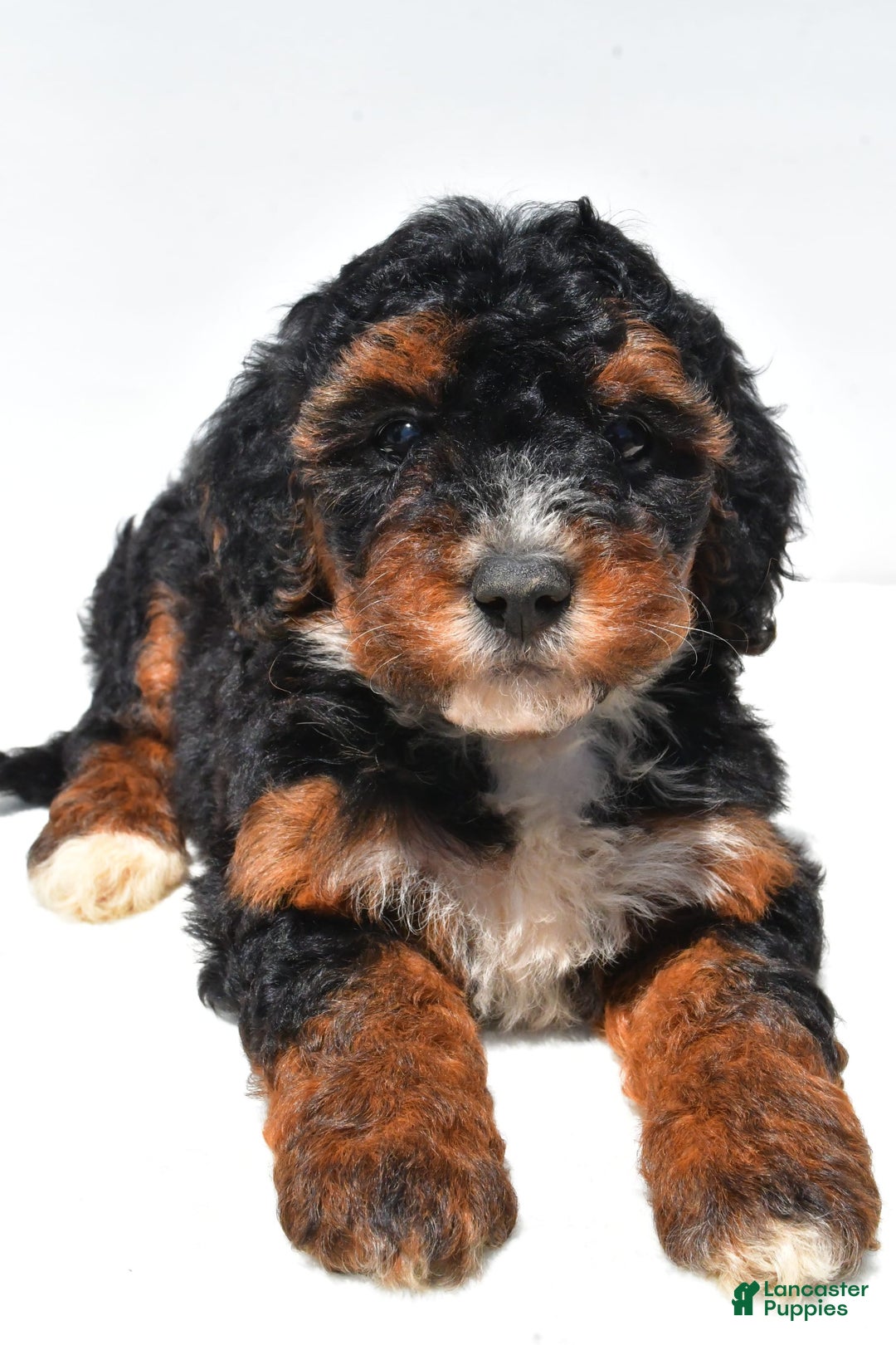 Mini Bernedoodle dogs for sale: Roxie - Image 6