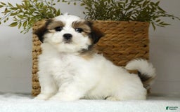 Teddy Bear dogs for sale: Wednesday - Image 2