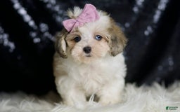 Maltipoo dogs for sale: Beans - Image 8