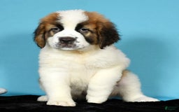 Saint Bernard dogs for sale: Luna - Image 4