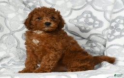 Mini Goldendoodle dogs for sale: Dixie - Image 2