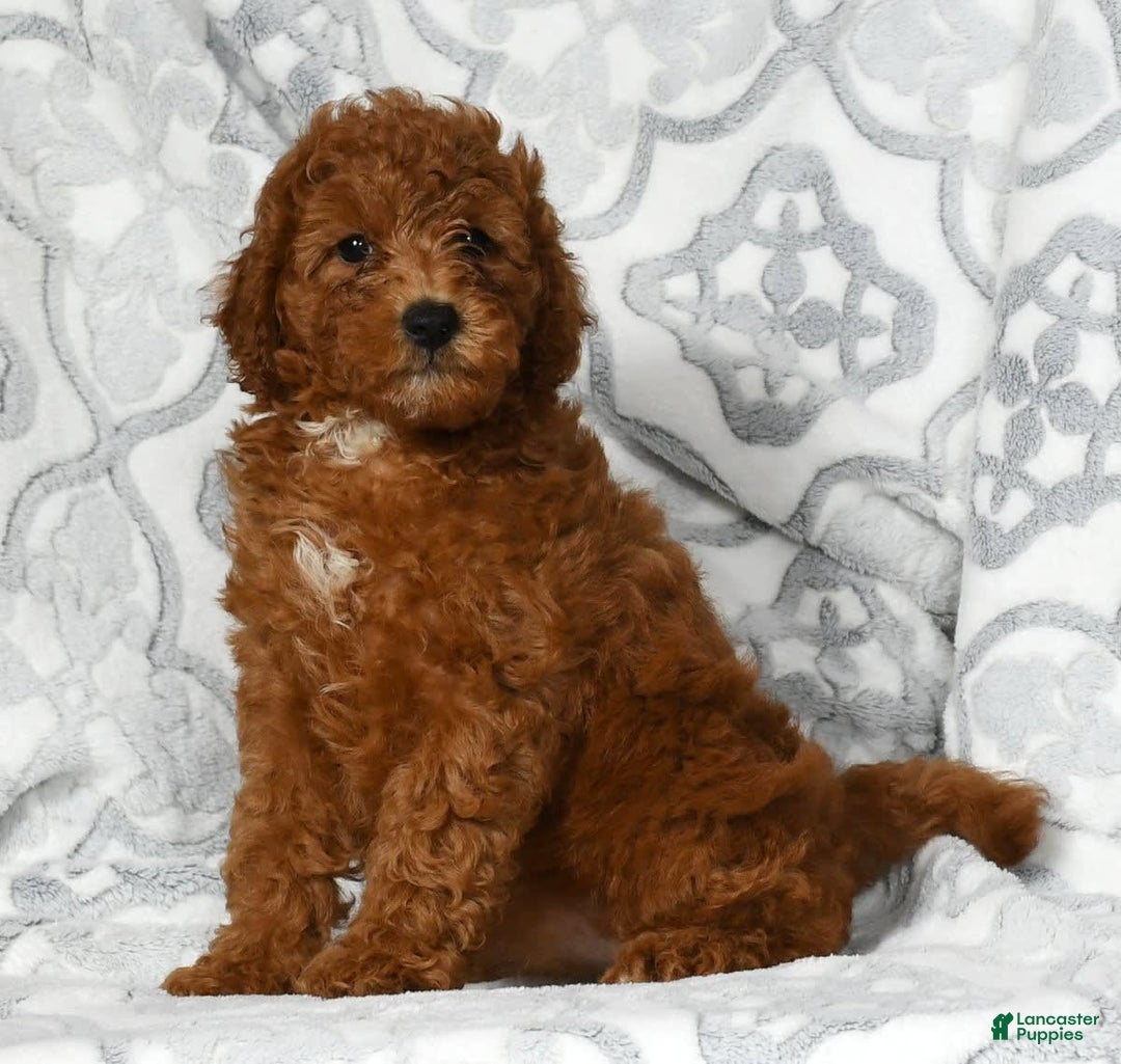 Mini Goldendoodle dogs for sale: Dixie - Image 2