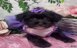 Shorkie dogs for sale: Little Prada - Image 10