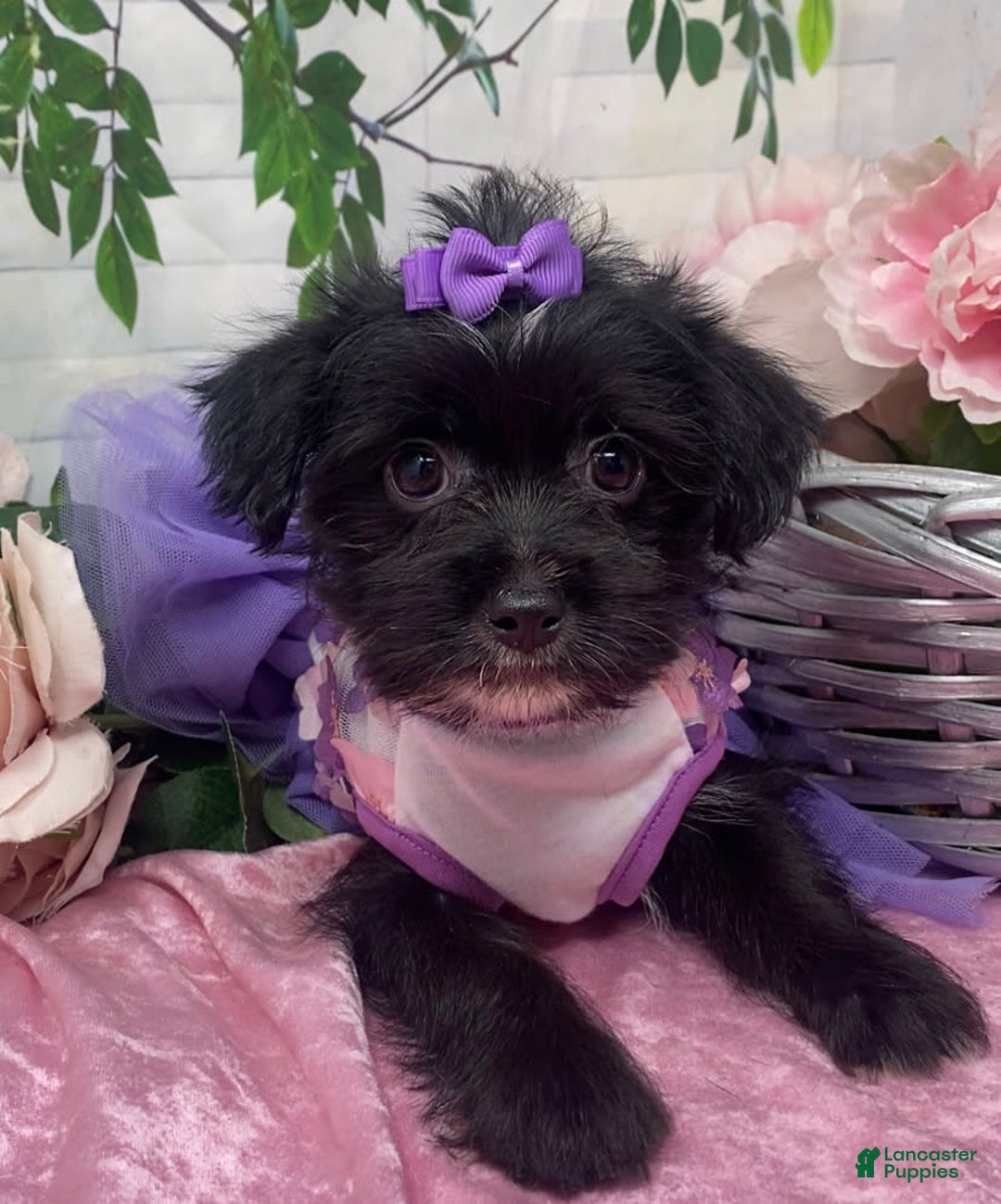 Shorkie dogs for sale: Little Prada - Image 10