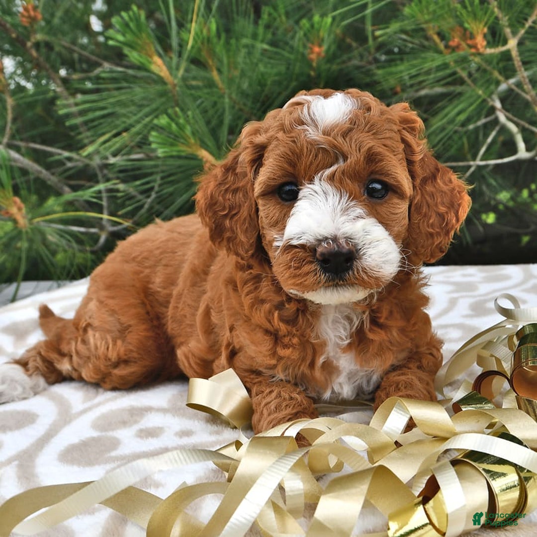 Mini Goldendoodle dogs for sale: Emma - Image 21