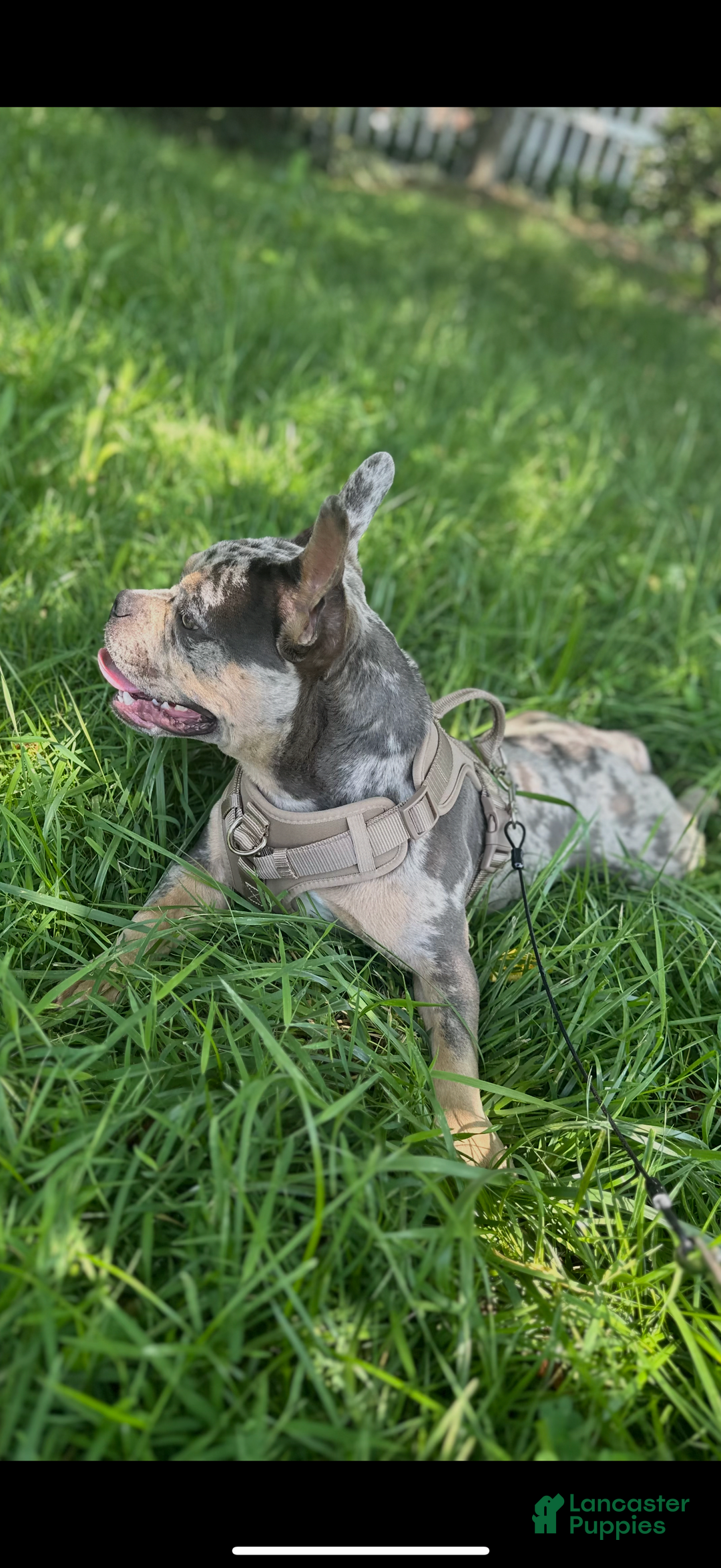 French Bulldog dogs for sale: Bear - Image 1