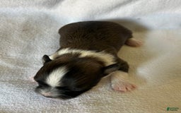 Chihuahua dogs for sale: Toby - Image 1