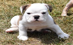 English Bulldog dogs for sale: PAT - Image 1