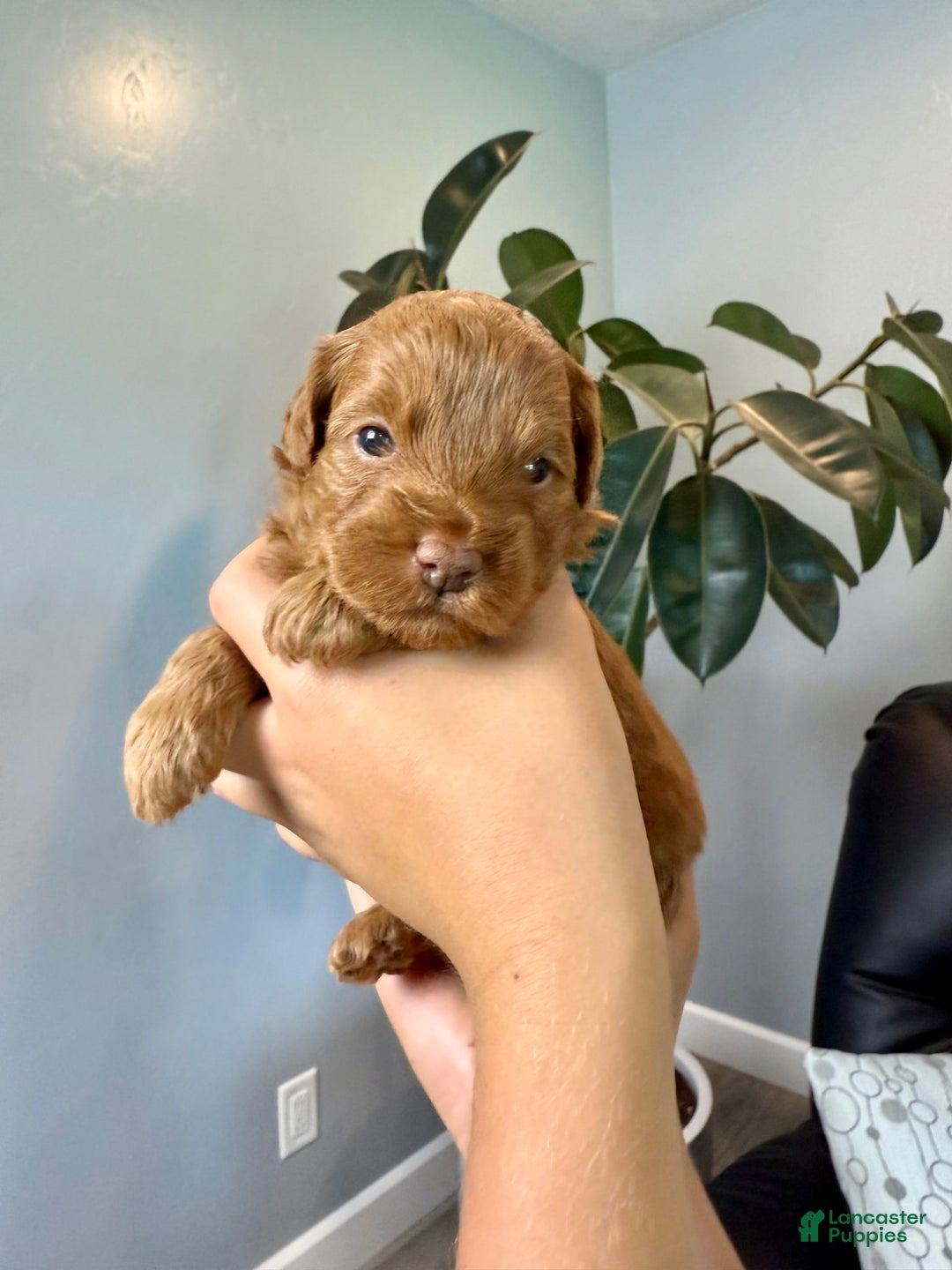 Mini Goldendoodle dogs for sale: Rose - Image 2