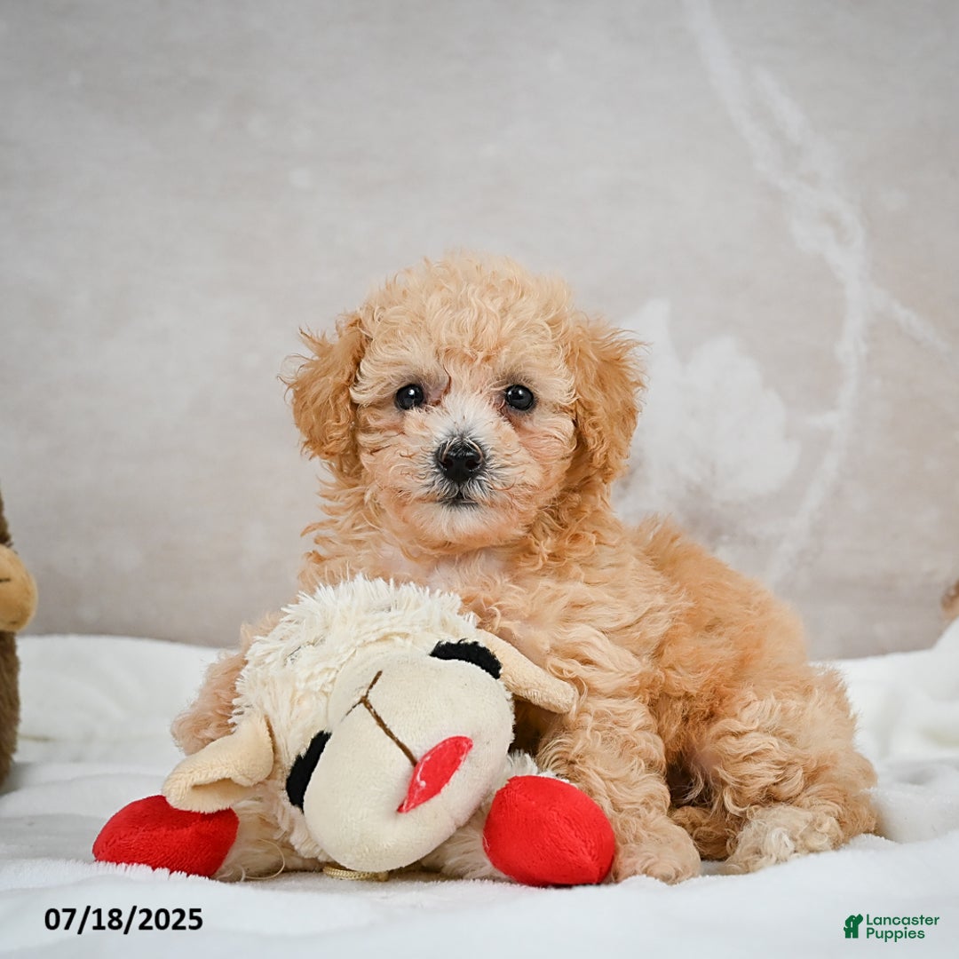 Bichpoo dogs for sale: Dixie - Image 13