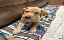 Labrador Retriever dogs for sale: Dora - Image 1