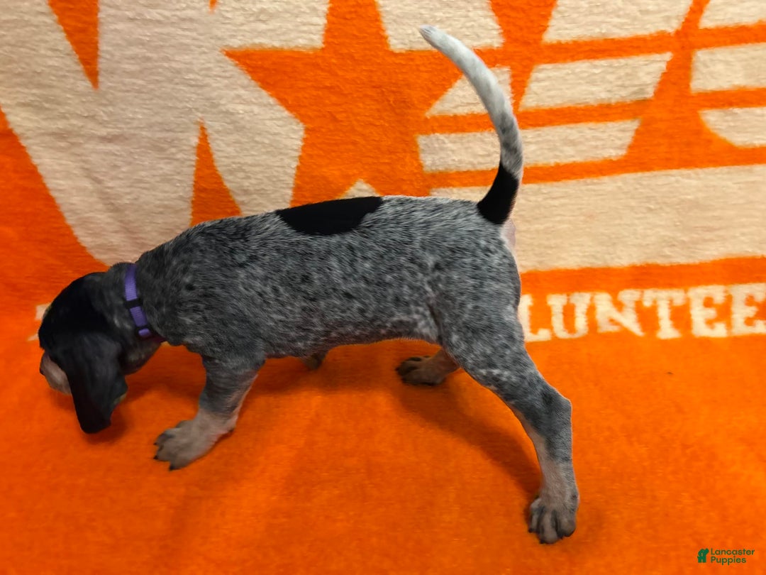 Coonhound dogs for sale: Tulip - Image 2
