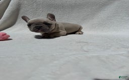 French Bulldog dogs for sale: Nigel - Image 4