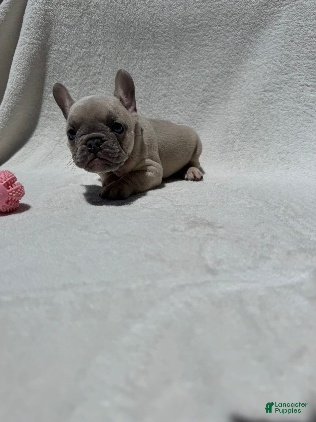 French Bulldog dogs for sale: Nigel - Image 4