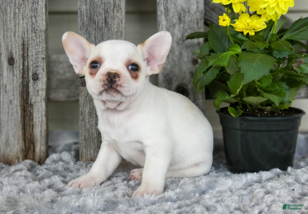 Frenchton dogs for sale: Saylor - Image 2