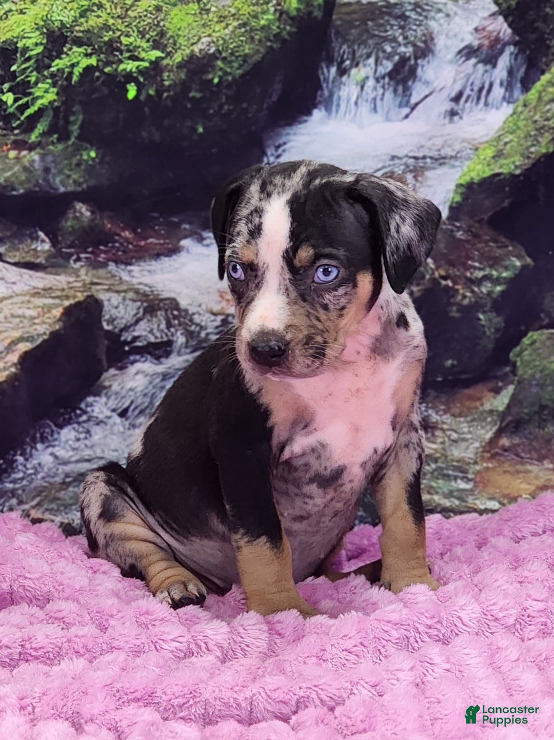 Catahoula Leopard Dog dogs for sale: Luna 2025 Female 3 - Image 10