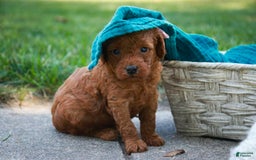 Miniature Poodle dogs for sale: Twila - Image 4