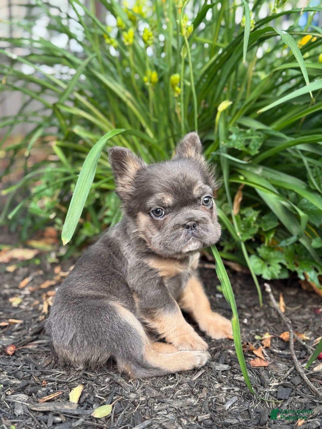 French Bulldog dogs for sale: Blue - Image 5