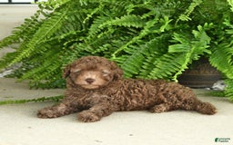 Toy Poodle dogs for sale: Ian - Image 4