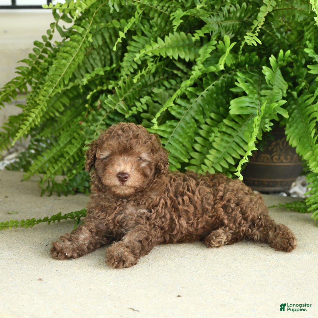 Toy Poodle dogs for sale: Ian - Image 4