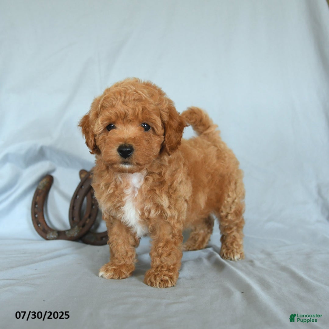 Shihpoo dogs for sale: Shih-Poo 6 puppies - Image 5