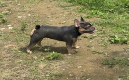 French Bulldog dogs for sale: Peanut - Image 6