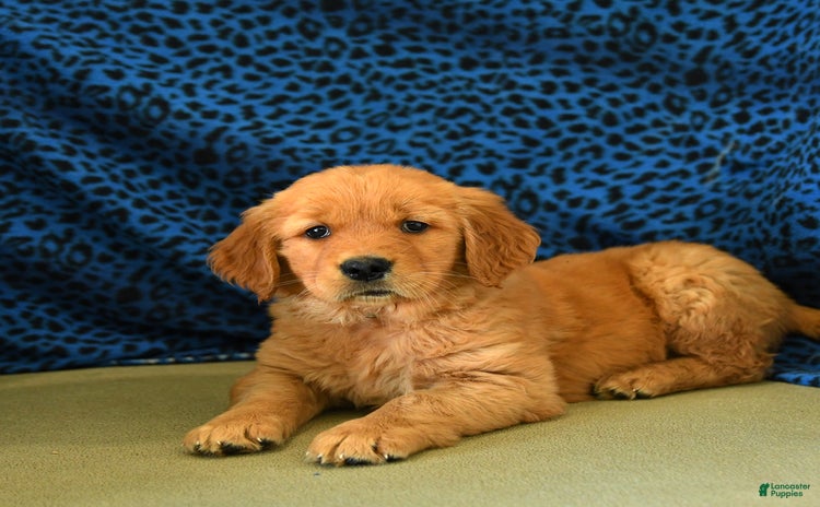 Golden Retriever dogs - Advert 27
