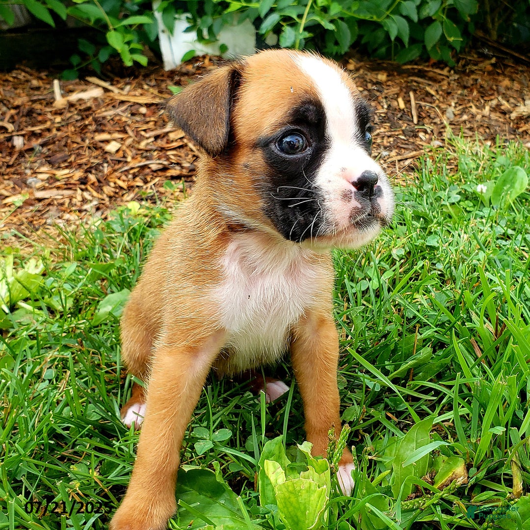 Boxer dogs for sale: Zakar - Image 6