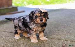 Cavapoo dogs for sale: Cavapoo 2 puppies - Image 11