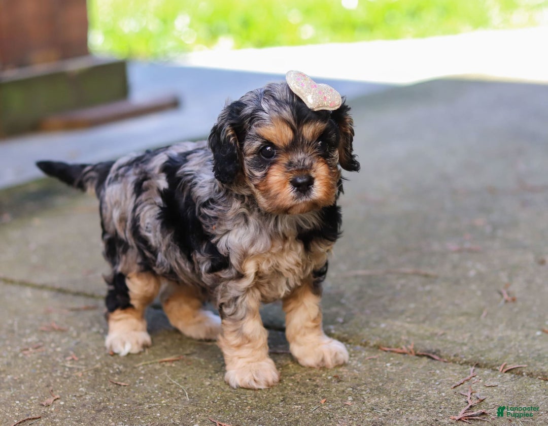 Cavapoo dogs for sale: Cavapoo 2 puppies - Image 11