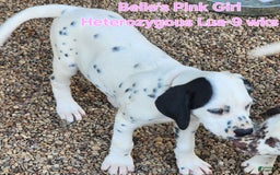 Dalmatian dogs for sale: Belles Pink Lua Girl - Image 9