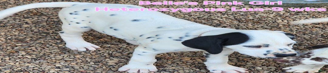 Belles Pink Lua Girl