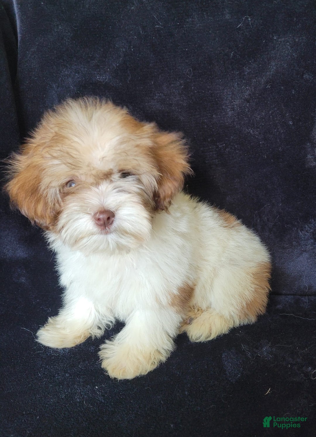 Lhasapoo dogs for sale: Pink Daisy - Image 7