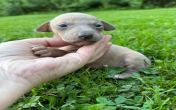 Italian Greyhound dogs for sale: Toby - Image 3
