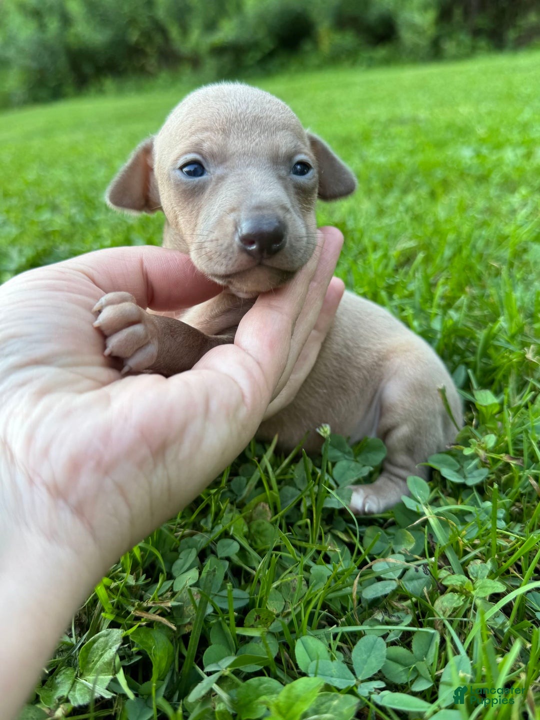Italian Greyhound dogs for sale: Toby - Image 3