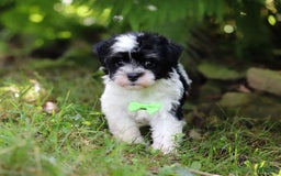 Havanese dogs for sale: Rex - Image 3