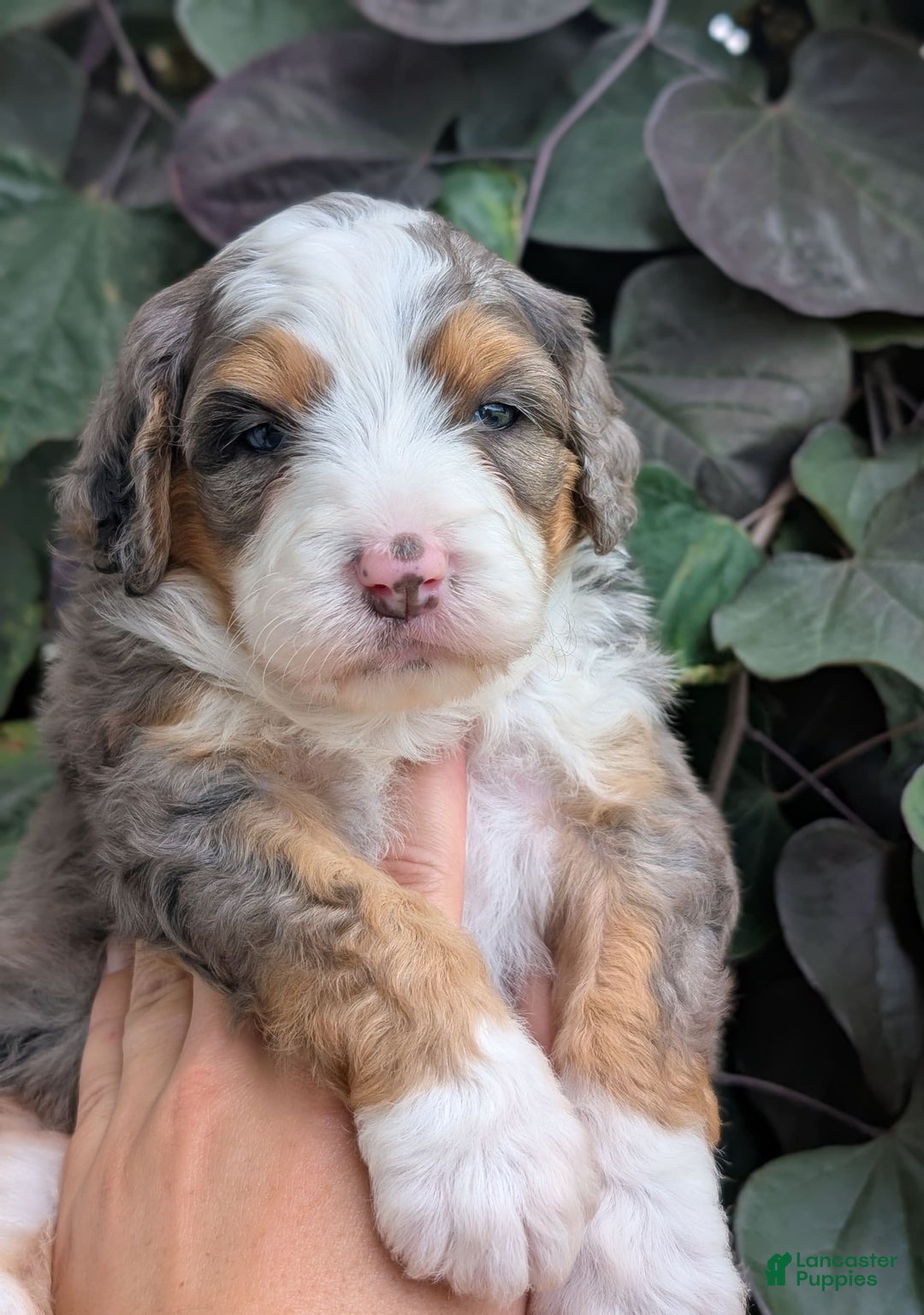 Mini Bernedoodle dogs for sale: Indy - Image 15