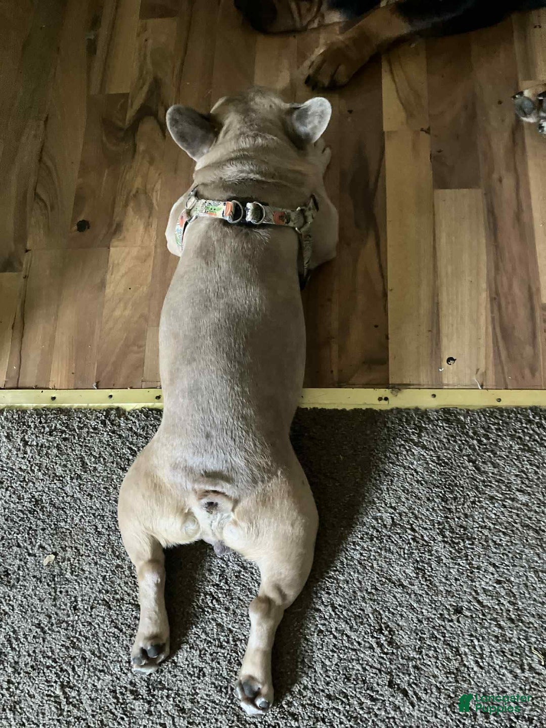 French Bulldog dogs for sale: Sosa - Image 6