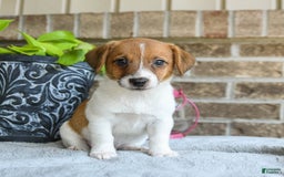 Jack Russell Terrier dogs for sale: Dash - Image 3