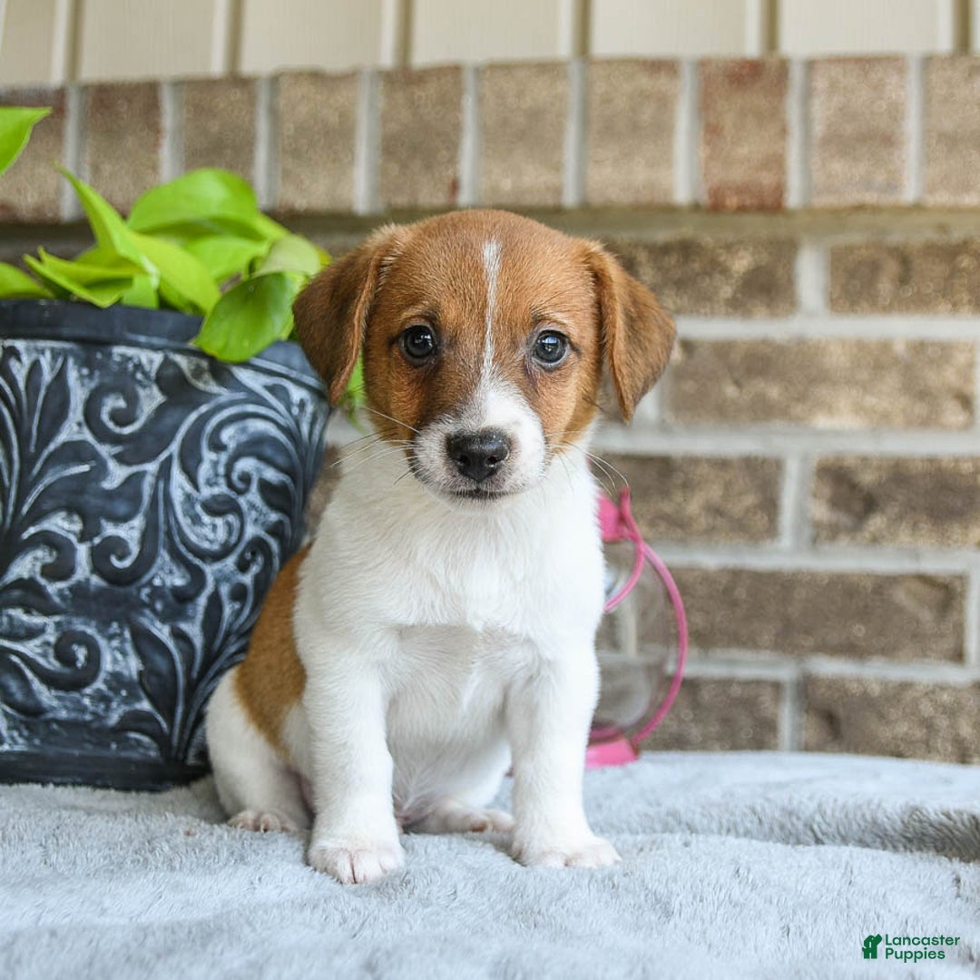 Jack Russell Terrier dogs for sale: Dash - Image 3