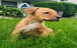 American Staffordshire Terrier dogs for sale: Galinda - Image 9