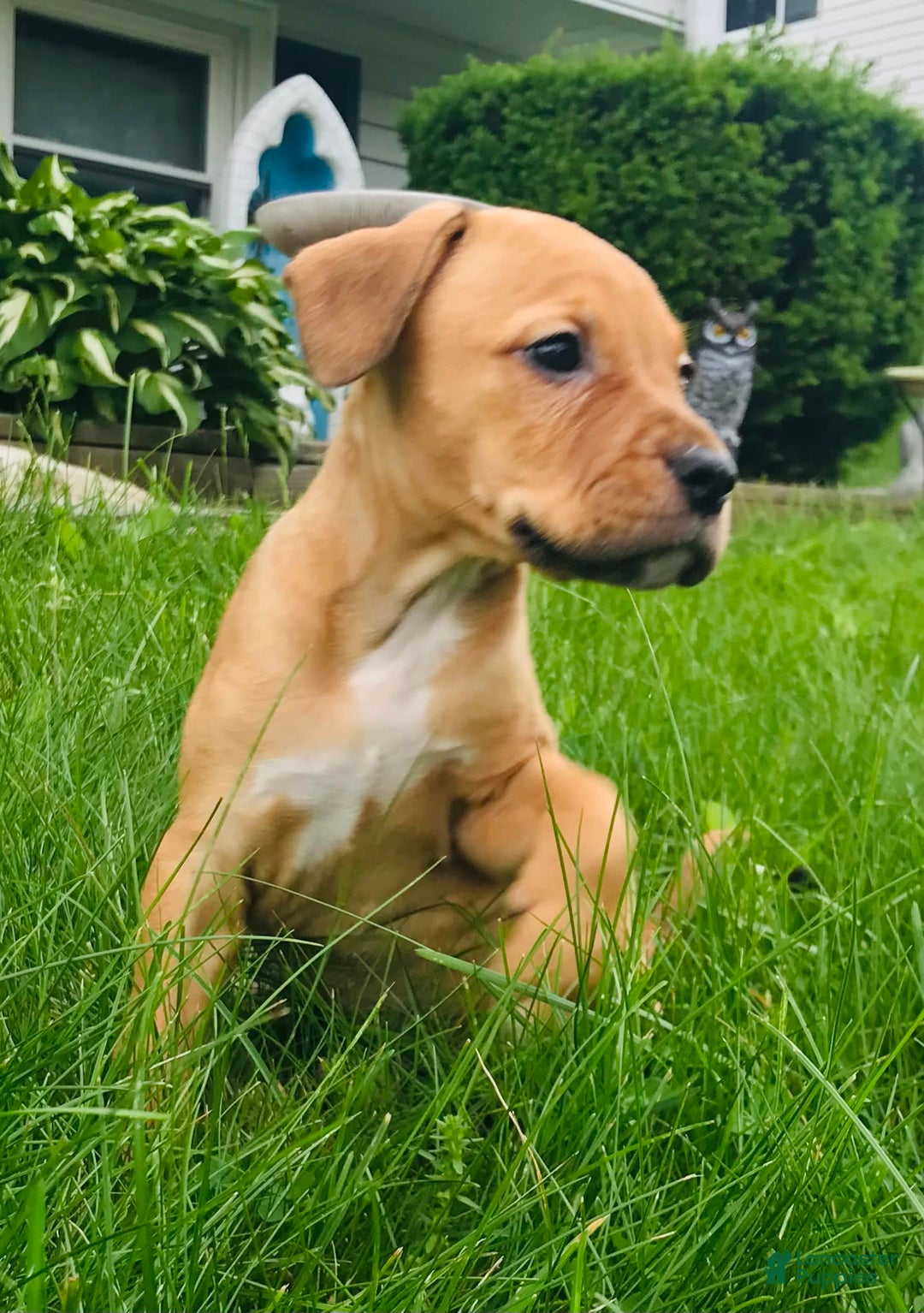 American Staffordshire Terrier dogs for sale: Galinda - Image 9