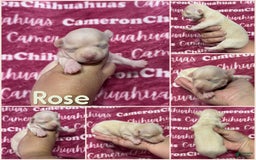 Chihuahua dogs for sale: Rose Short Coat - Image 7