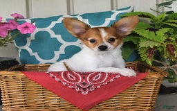 Papillon dogs for sale: Bailey - Image 9