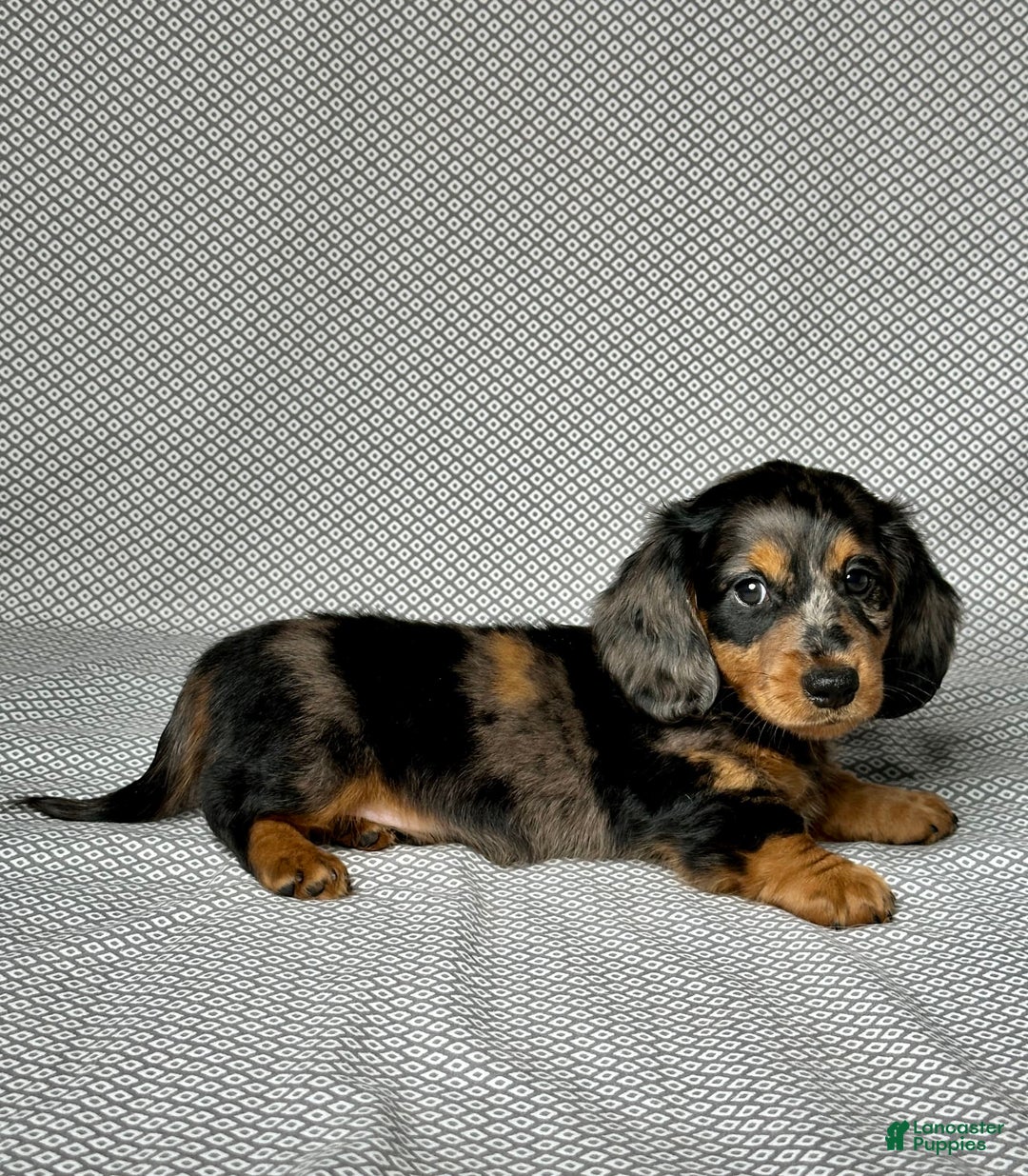 Miniature Dachshund dogs for sale: Mason - Image 7